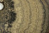 Huge, Polished Stromatolite (Greysonia) Slab - Bolivia #239343-2